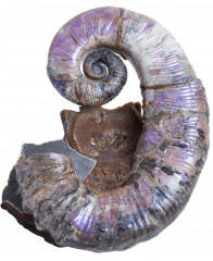 Аммонит Audouliceras sp.