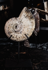 Аммонит Douvilleiceras sp.