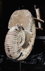 Аммонит Douvilleiceras sp.