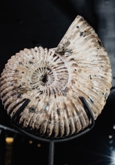 Аммонит Douvilleiceras sp.