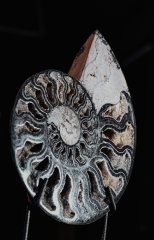 Аммонит Cleoniceras sp.