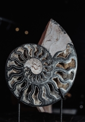 Аммонит Cleoniceras sp.