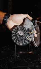 Аммонит Cleoniceras sp.