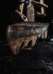 Зуб мамонта 