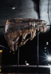 Зуб мамонта 