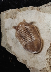 Трилобит Asaphus punctatus