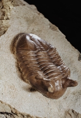 Трилобит Asaphus punctatus