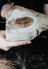 Трилобит Asaphus punctatus