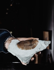 Трилобит Asaphus lepidurus