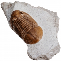 Трилобит Asaphus lepidurus