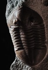 Трилобит Asaphus lepidurus