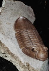 Трилобит Asaphus lepidurus