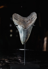 Зуб мегалодона 11,8 см коллекционного качества