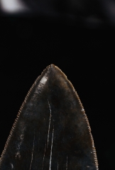 Зуб мегалодона 11,8 см коллекционного качества