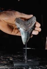 Зуб мегалодона 11,8 см коллекционного качества