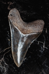 Зуб мегалодона 11,8 см коллекционного качества