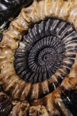 Аммонит Arietites sp.