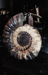 Аммонит Arietites sp.