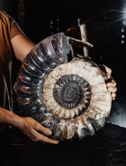 Аммонит Arietites sp.