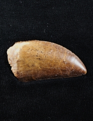 Панно с зубом динозавра Carcharodontosaurus saharicus
