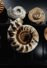 Аммонит Kranaosphinctes sp