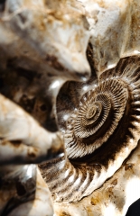 Аммонит Kranaosphinctes sp