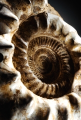 Аммонит Kranaosphinctes sp