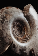 Аммонит Parkinsonia parkinson