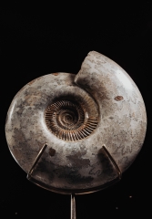 Аммонит Parkinsonia parkinson