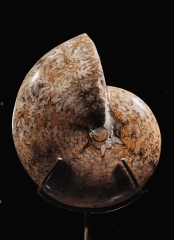 Аммонит Phylloceras sp.