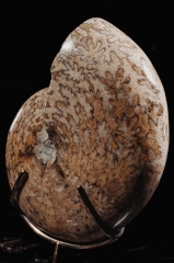 Аммонит Phylloceras sp.