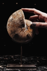 Аммонит Phylloceras sp.