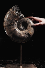 Аммонит Lytoceras sp.