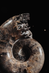 Аммонит Lytoceras sp.