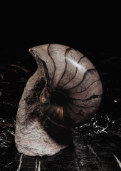 Наутилус Cymatoceras sp.