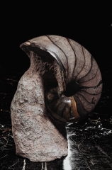 Наутилус Cymatoceras sp.