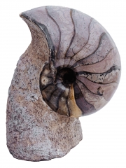 Наутилус Cymatoceras sp.