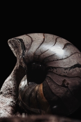 Наутилус Cymatoceras sp.