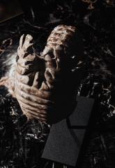 Аммонит Douvilleiceras sp.