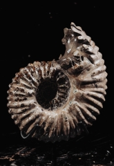 Аммонит Douvilleiceras sp.