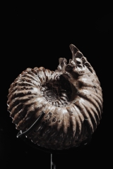 Аммонит Douvilleiceras sp.