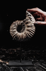 Аммонит Douvilleiceras sp.