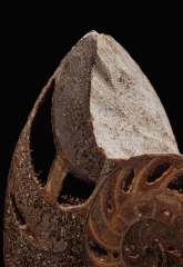 Наутилус Cymatoceras sp.