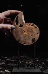 Наутилус Cymatoceras sp.