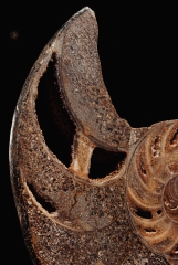 Наутилус Cymatoceras sp.