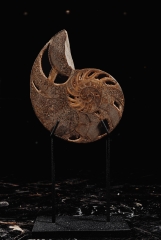 Наутилус Cymatoceras sp.