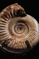 Аммонит Perisphinctes sp.