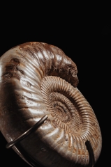 Аммонит Perisphinctes sp.