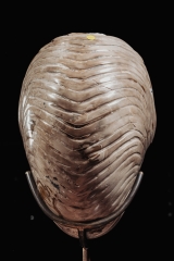 Наутилус Cymatoceras sp.