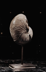 Наутилус Cymatoceras sp.